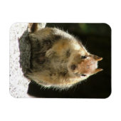 Humble Squirrel Magneet (Horizontaal)