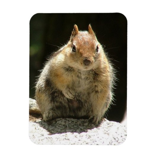 Humble Squirrel Magneet (Verticaal)