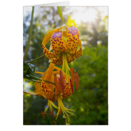 Humboldt Lelies Sunburst