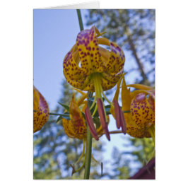 Humboldt Lily
