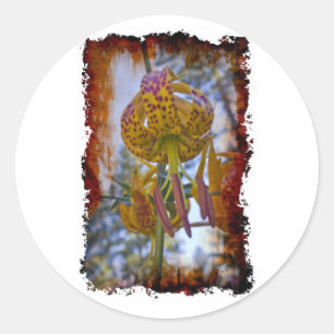 Humboldt Lily Ronde Sticker