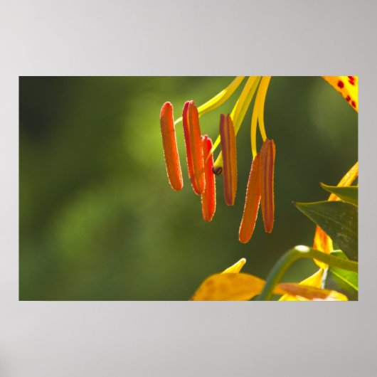 Humboldt Lily Stamens Poster (Voorkant)