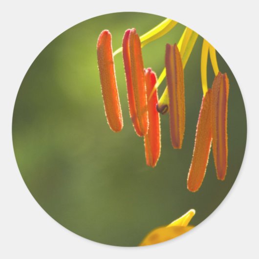 Humboldt Lily Stamens Ronde Sticker (Voorkant)