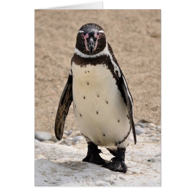 Humboldt Penguin (Voorkant)