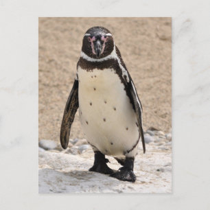 Humboldt Penguin Briefkaart