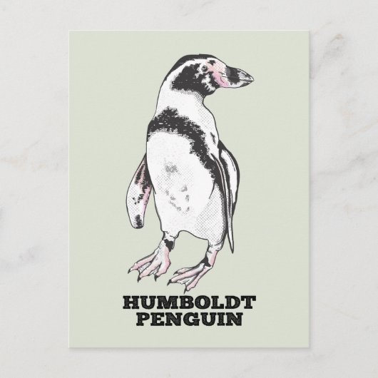 Humboldt pinguïn briefkaart (Voorkant)