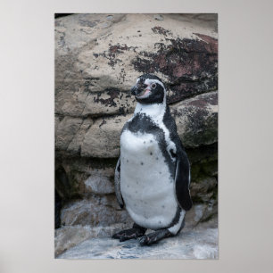 Humboldt-pinguïn Poster
