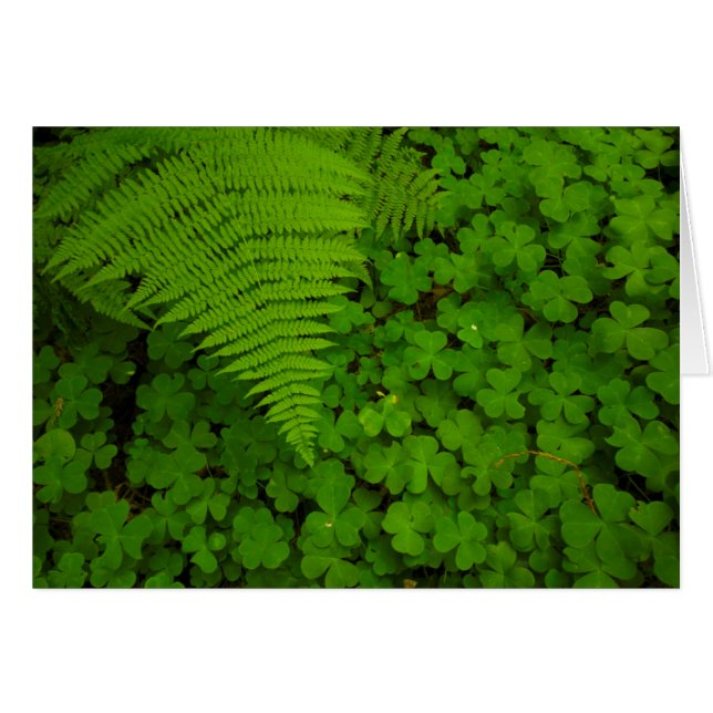 Humboldt Redwoods State Park (Devant horizontal)