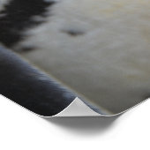 Humbolt Penguin in Drusillas Zoo in East Sussex Poster (Hoek)