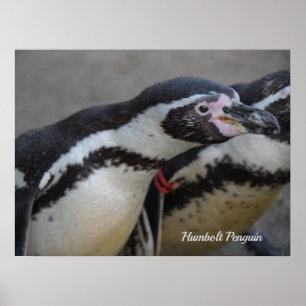Humbolt Penguin in Drusillas Zoo in East Sussex Poster