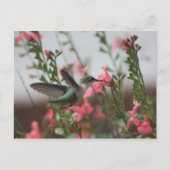 Hummer in het Briefkaart Summer II (Voorkant)