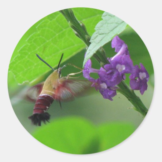 Hummer Moth Vervain Sticker (Voorkant)