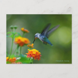 Hummer van een Hummingbird! Briefkaart