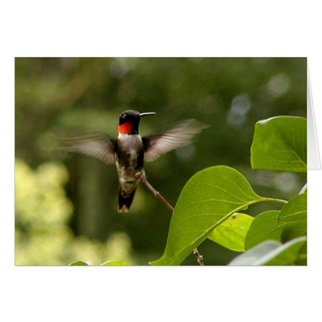 Humming Bird (Voorkant Horizontaal)