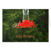 Humming Bird at Feeder (Devant horizontal)