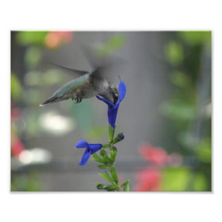 Humming Bird salvia sapphire blue print Foto Afdruk