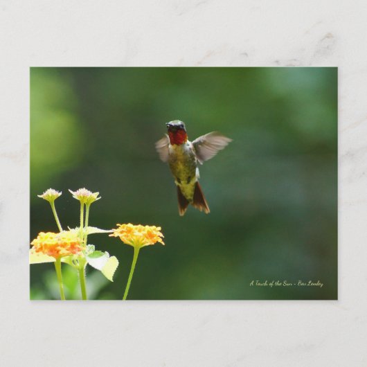 Humming door om hallo te zeggen! briefkaart (Voorkant)