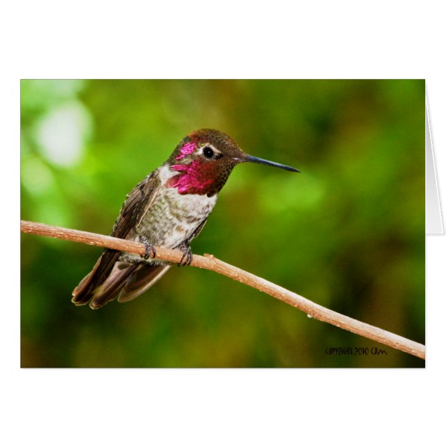 Hummingbird095 (Voorkant Horizontaal)