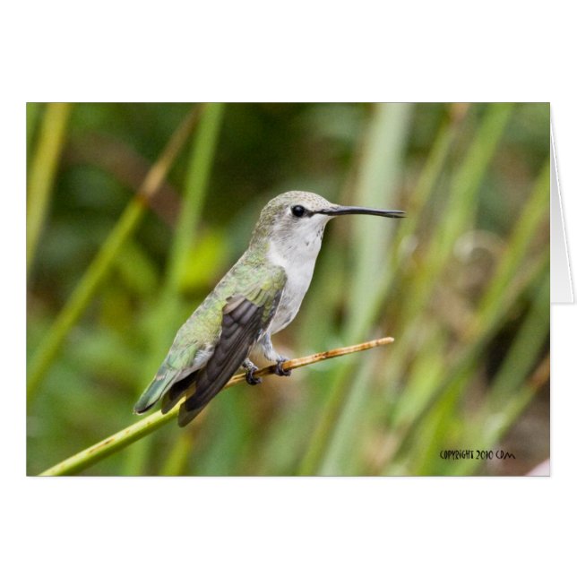 Hummingbird 069 (Voorkant Horizontaal)