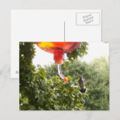 Hummingbird 2,Briefkaart Briefkaart (Voorkant / Achterkant)