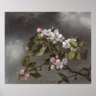 Hummingbird and Apple Blossom Martin J. Heade Poster