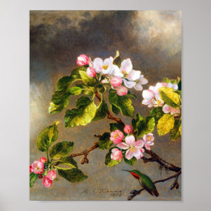 Hummingbird and blossom by Martin Johnson Heade Poster