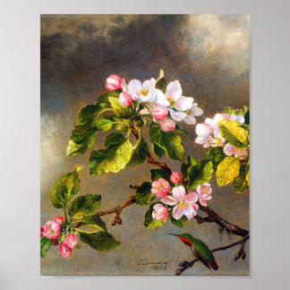Hummingbird and blossom by Martin Johnson Heade Poster