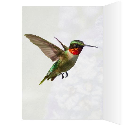 Hummingbird and Delphinium (Binnen (Links))