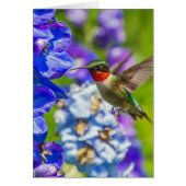 Hummingbird and Delphinium (Voorkant)
