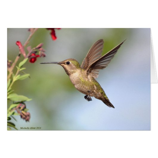Hummingbird and Flower (Voorkant Horizontaal)