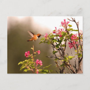 Hummingbird and Flowers Briefkaart