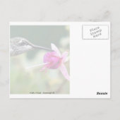Hummingbird and Fuchsia Briefkaart (Achterkant)