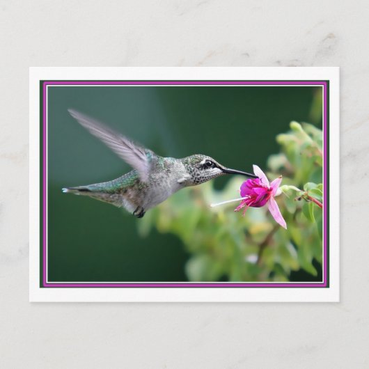 Hummingbird and Fuchsia Briefkaart (Voorkant)