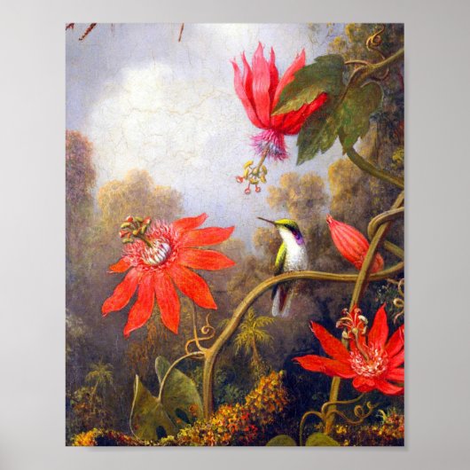 Hummingbird and Passiflora by Martin Johnson Heade Poster (Voorkant)