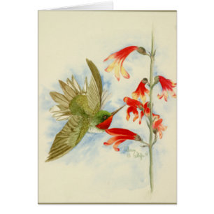Hummingbird and Red Blossom