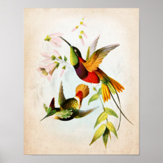 Hummingbird Artwork no. 15 Bird Art Poster