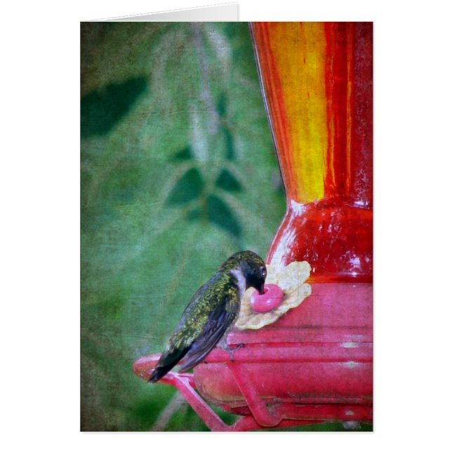 Hummingbird at Feeder (Voorkant)