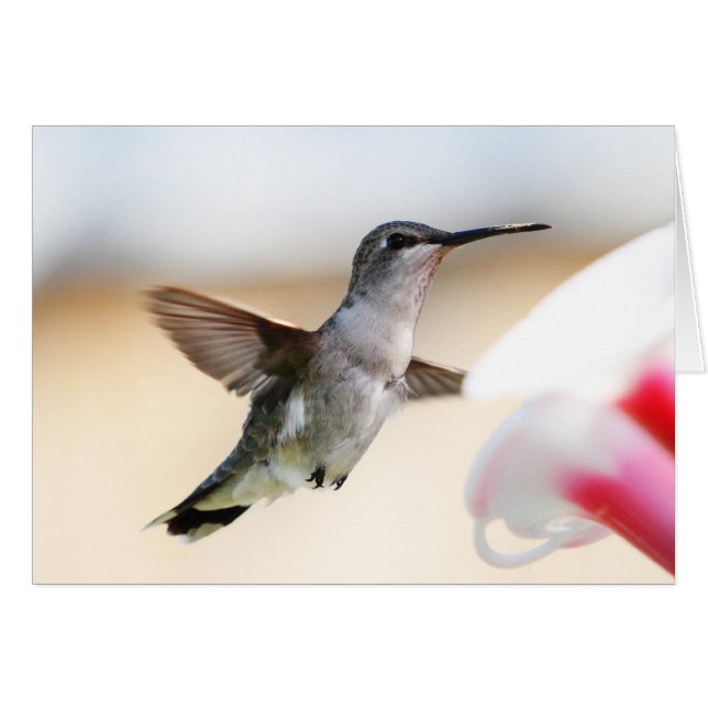 Hummingbird at Feeder (Voorkant Horizontaal)