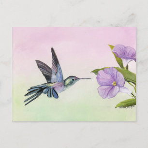 Hummingbird at Morning Glory bird art Briefkaart