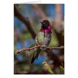 Hummingbird Beauty