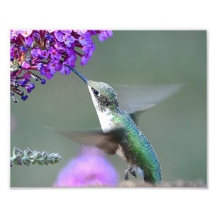 Hummingbird bij een vlinderstruik foto afdruk