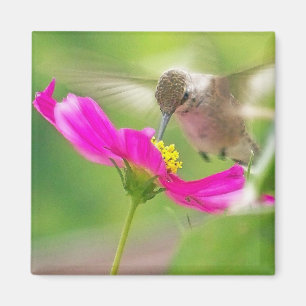 Hummingbird Bird Wildlife Floral Magneet