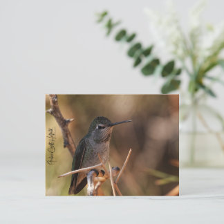 Hummingbird Briefkaart
