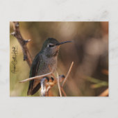 Hummingbird Briefkaart (Voorkant)