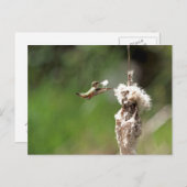 Hummingbird Building a Nest Briefkaart (Voorkant / Achterkant)