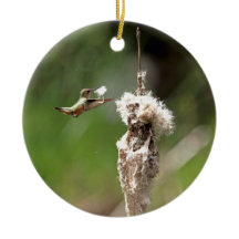 Hummingbird Building a Nest