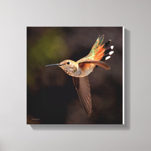 Hummingbird Canvas Print (Voorkant)