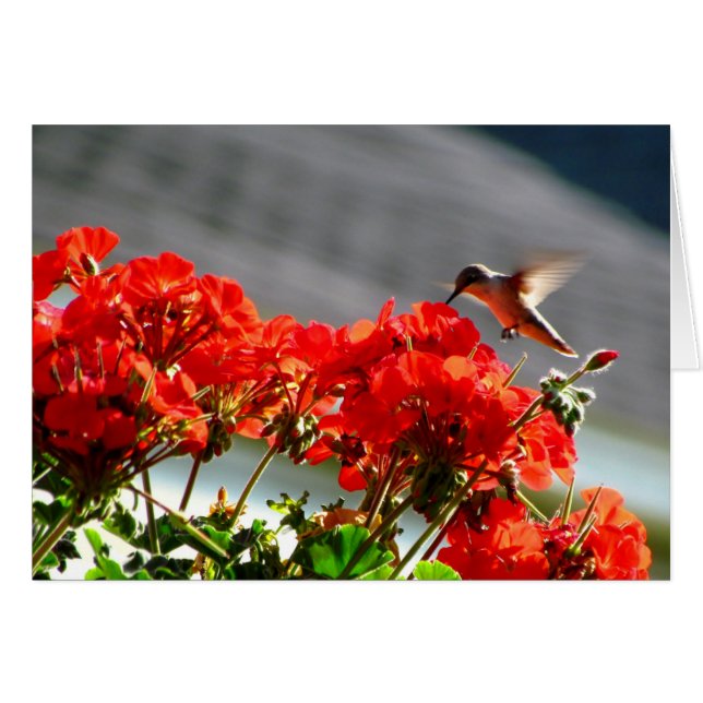 Hummingbird Card (Voorkant Horizontaal)