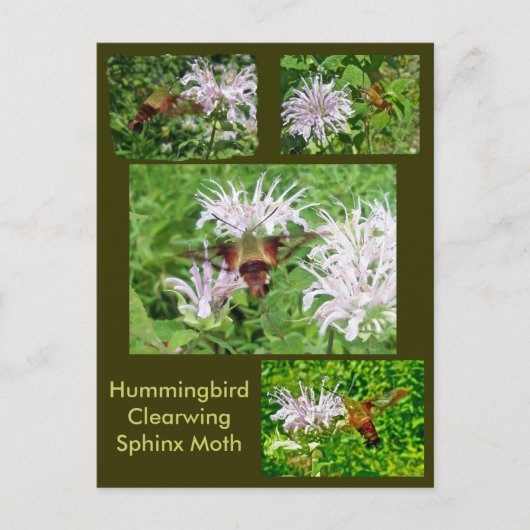 Hummingbird Clear Wing Moth Coordinating Items Briefkaart (Voorkant)