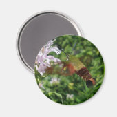 Hummingbird Clear Wing Moth Coordinating Items Magneet (Voorkant / Achterkant)